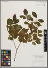 Foto von Salix aurita L.